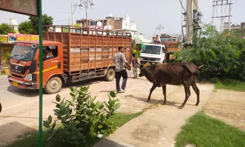 Hisar : 3 दिन में 121 आवारा मवेशी पकड़े गए, गौ अभयारण्य भेजे गए Hisar : 3 दिन में 121 आवारा मवेशी पकड़े गए, गौ अभयारण्य भेजे गए