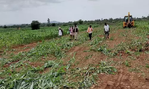 अधिकारियों द्वारा फसल विनाश: किसानों ने जहर खाने की कोशिश की