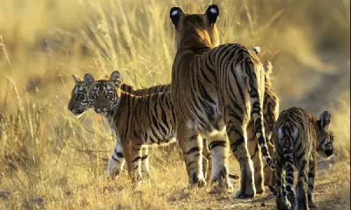 राष्ट्रीय बाघ संरक्षण प्राधिकरण की रिपोर्ट के निष्कर्षों पर संपादकीय राष्ट्रीय बाघ संरक्षण प्राधिकरण की रिपोर्ट के निष्कर्षों पर संपादकीय