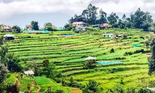 Kerala : लहसुन के खेत कटाई के लिए तैयार Kerala : लहसुन के खेत कटाई के लिए तैयार