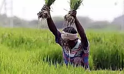 फसल बीमा नामांकन में कमी बैंकों की गड़बड़ी के कारण केरल के किसान भी इससे वंचित फसल बीमा नामांकन में कमी बैंकों की गड़बड़ी के कारण केरल के किसान भी इससे वंचित