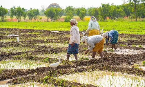 Baghpat: 17 एफपीओ से किसानों की आय में हुआ इज़ाफा