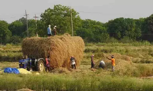 लंबे समय तक सूखे के कारण Adilabad के धान किसान रोपाई को लेकर असमंजस में लंबे समय तक सूखे के कारण Adilabad के धान किसान रोपाई को लेकर असमंजस में