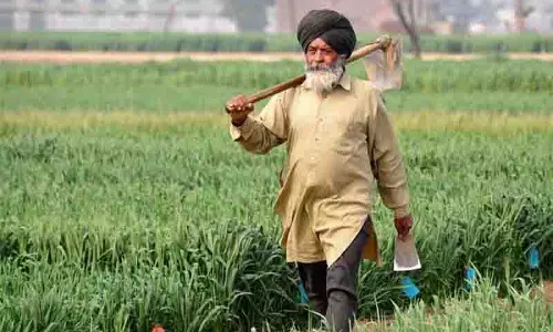 Amritsar: किसानों को नए पौध बौने विषाणु के प्रति आगाह किया गया Amritsar: किसानों को नए पौध बौने विषाणु के प्रति आगाह किया गया