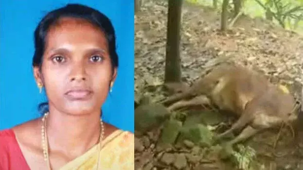 Kozhikode में बिजली का करंट लगने से महिला की मौत के मामले में एक गिरफ्तार Kozhikode में बिजली का करंट लगने से महिला की मौत के मामले में एक गिरफ्तार