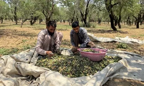 Kashmir में बादाम उत्पादकों को बंपर फसल के बावजूद नुकसान का डर