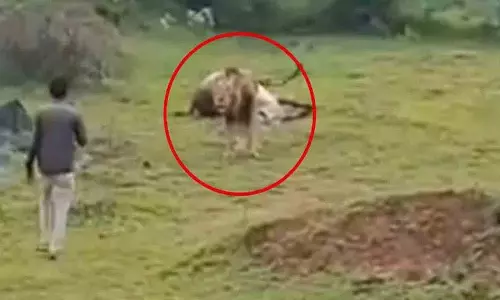 आदमी ने शेर का वीडियो बनाने की कोशिश की.. फिर क्या हुआ?