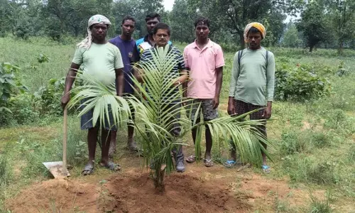 चक्रधरपुर के किसान ने 10 एकड़ में किया आयल पाम रोपण: आय का बनेगा स्थायी जरिया