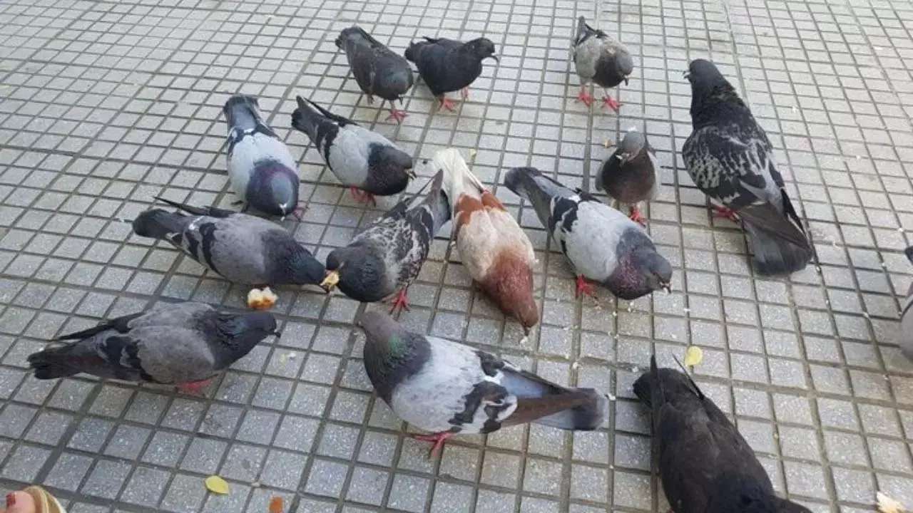 Feeding Pigeons: जानिए कबूतरों को दाना खिलाने से कौन सा ग्रह होता है मजबूत Feeding Pigeons: जानिए कबूतरों को दाना खिलाने से कौन सा ग्रह होता है मजबूत