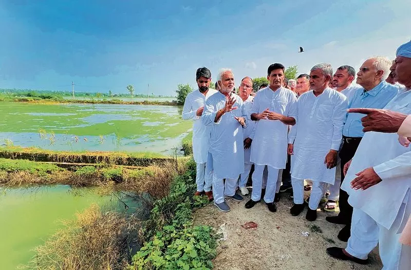 Haryana : भिवानी और हिसार में बारिश से किसान तबाह Haryana : भिवानी और हिसार में बारिश से किसान तबाह