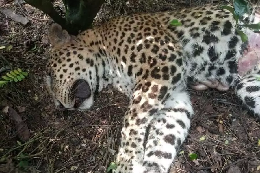 Alipurduar में हाईवे पर तेज रफ्तार वाहन की चपेट में आने से तेंदुए की मौत Alipurduar में हाईवे पर तेज रफ्तार वाहन की चपेट में आने से तेंदुए की मौत