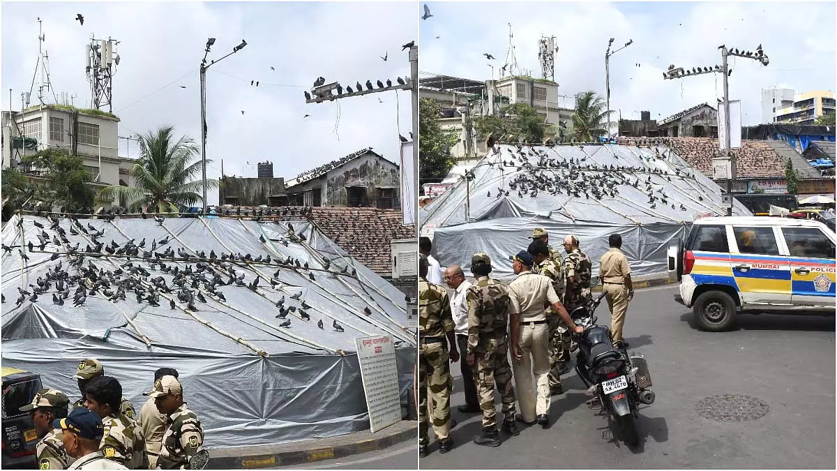 मुंबई में कबूतरों की मौत, सीएम ने तुरंत कदम उठाने का निर्देश दिया मुंबई में कबूतरों की मौत, सीएम ने तुरंत कदम उठाने का निर्देश दिया