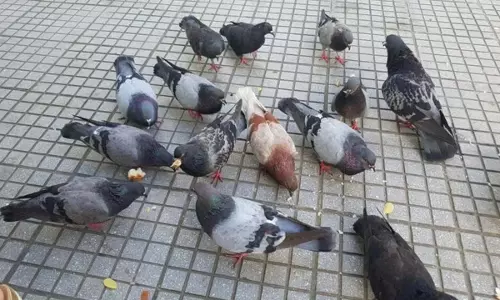 Feeding Pigeons: जानिए कबूतरों को दाना खिलाने से कौन सा ग्रह होता है मजबूत