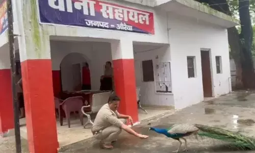Auraiya: पुलिस स्टेशन में मोर से दोस्ती, थानेदार का वीडियो चर्चा में Auraiya: पुलिस स्टेशन में मोर से दोस्ती, थानेदार का वीडियो चर्चा में