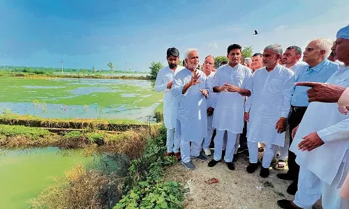 Haryana : भिवानी और हिसार में बारिश से किसान तबाह