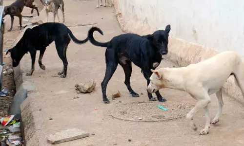 गली के कुत्तों का आतंक: लोकायुक्त ने अधिकारियों की आलोचना की गली के कुत्तों का आतंक: लोकायुक्त ने अधिकारियों की आलोचना की