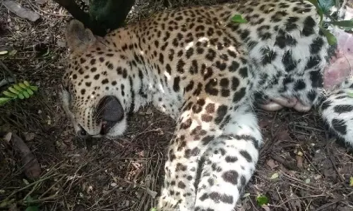 Alipurduar में हाईवे पर तेज रफ्तार वाहन की चपेट में आने से तेंदुए की मौत Alipurduar में हाईवे पर तेज रफ्तार वाहन की चपेट में आने से तेंदुए की मौत