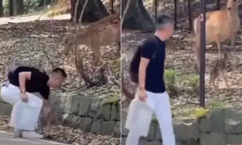 शख्स ने जंगल में खोए नन्हे हिरण को माँ से मिलाया, देखें VIDEO