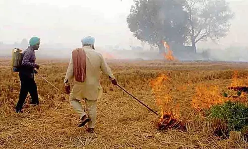 Punjab में 2021 से पराली जलाने की घटनाओं में 85% की कमी आई