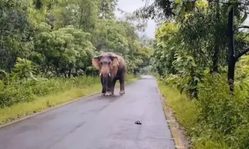 सुंदरगढ़ में हाथियों की आवाजाही से दहशत सुंदरगढ़ में हाथियों की आवाजाही से दहशत