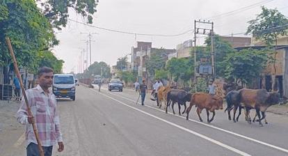 Palwal: सड़कों से हटेंगे बेसहारा गोवंश, उपायुक्त ने की अहम बैठक Palwal: सड़कों से हटेंगे बेसहारा गोवंश, उपायुक्त ने की अहम बैठक