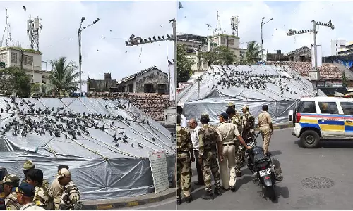 मुंबई में कबूतरों की मौत, सीएम ने तुरंत कदम उठाने का निर्देश दिया