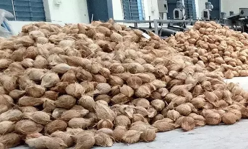 कोटामैसम्मा थल्ली जतारा में नारियल की बिक्री के लिए नीलामी 7 तारीख को