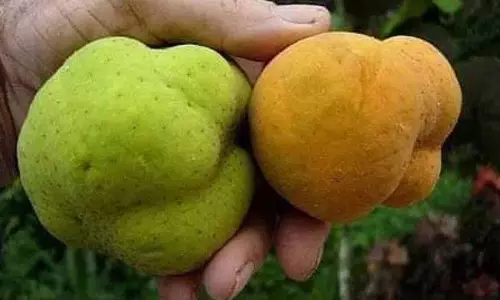 क्या आपने कभी इस फल के बारे में सुना है? अगर आपको कहीं मिले, तो इसे लेना न भूलें..! क्या आपने कभी इस फल के बारे में सुना है? अगर आपको कहीं मिले, तो इसे लेना न भूलें..!