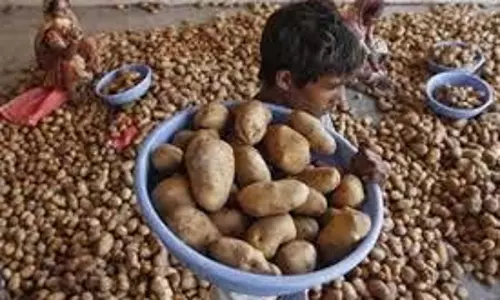 मंदी के बाद राहत, यूपी में आलू की मांग बढ़ने से किसानों के चेहरे खिले मंदी के बाद राहत, यूपी में आलू की मांग बढ़ने से किसानों के चेहरे खिले
