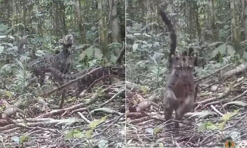 3 क्लाउडेड तेंदुओं की एक दुर्लभ झलक, देखें VIDEO