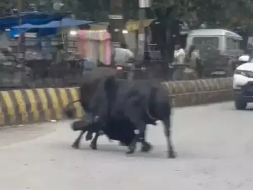 सांडों की लड़ाई से सड़क में लगी जाम, वीडियो वायरल सांडों की लड़ाई से सड़क में लगी जाम, वीडियो वायरल