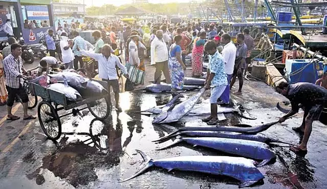 Andhra में समुद्री मछलियों की आवक में 8 प्रतिशत की गिरावट Andhra में समुद्री मछलियों की आवक में 8 प्रतिशत की गिरावट