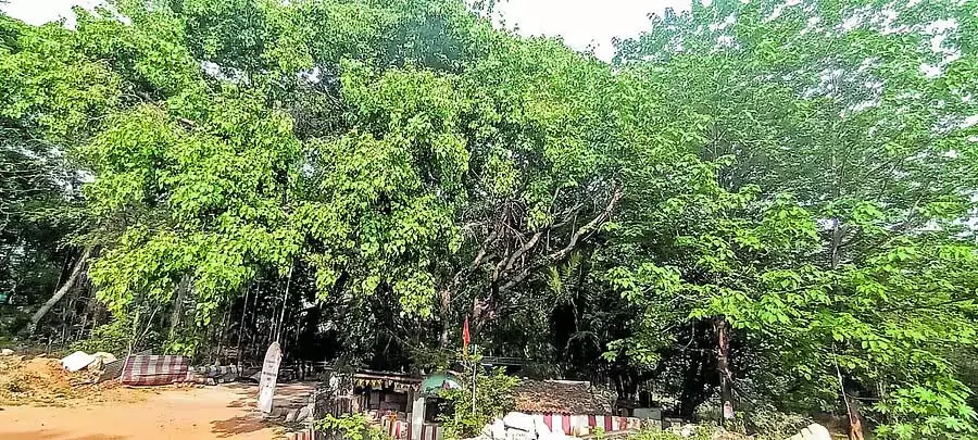 Bangalore : 368 पेड़ों का एक विरासत स्थल Bangalore : 368 पेड़ों का एक विरासत स्थल