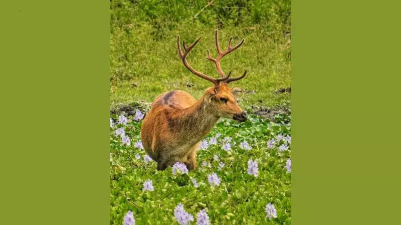 Assam के काजीरंगा में आर्द्रभूमि में दिखा बारासिंघा, जैव विविधता का संकेत Assam के काजीरंगा में आर्द्रभूमि में दिखा बारासिंघा, जैव विविधता का संकेत