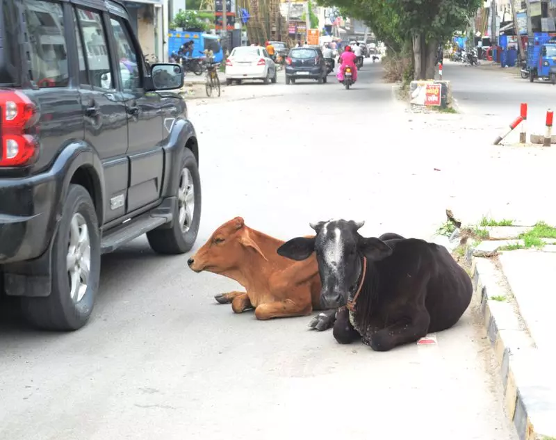 Karnal के 20 वार्डों के निवासियों ने सर्वेक्षण में प्रमुख शहरी चुनौतियों पर प्रकाश डाला Karnal के 20 वार्डों के निवासियों ने सर्वेक्षण में प्रमुख शहरी चुनौतियों पर प्रकाश डाला