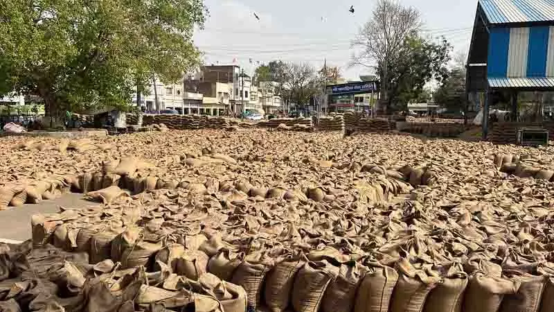 Himachal: 2.123 क्विंटल गेहूं की खरीद, किसानों को 1.27 करोड़ रुपये हस्तांतरित Himachal: 2.123 क्विंटल गेहूं की खरीद, किसानों को 1.27 करोड़ रुपये हस्तांतरित