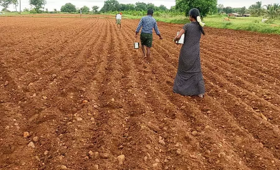 भारी बारिश: बुवाई शुरू भारी बारिश: बुवाई शुरू