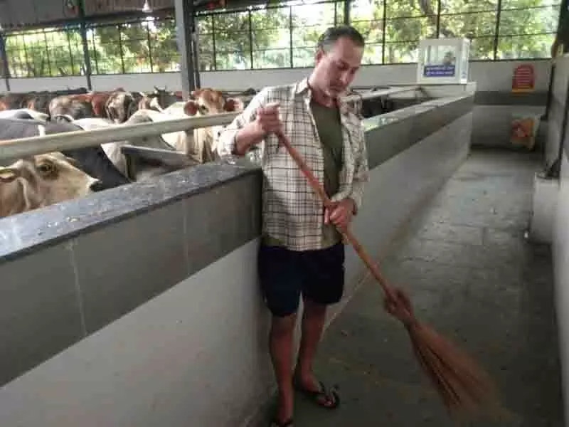 शराब पीने के दोषी Chandigarh निवासी रफीक समर्पण भाव से गायों की सेवा कर रहे शराब पीने के दोषी Chandigarh निवासी रफीक समर्पण भाव से गायों की सेवा कर रहे