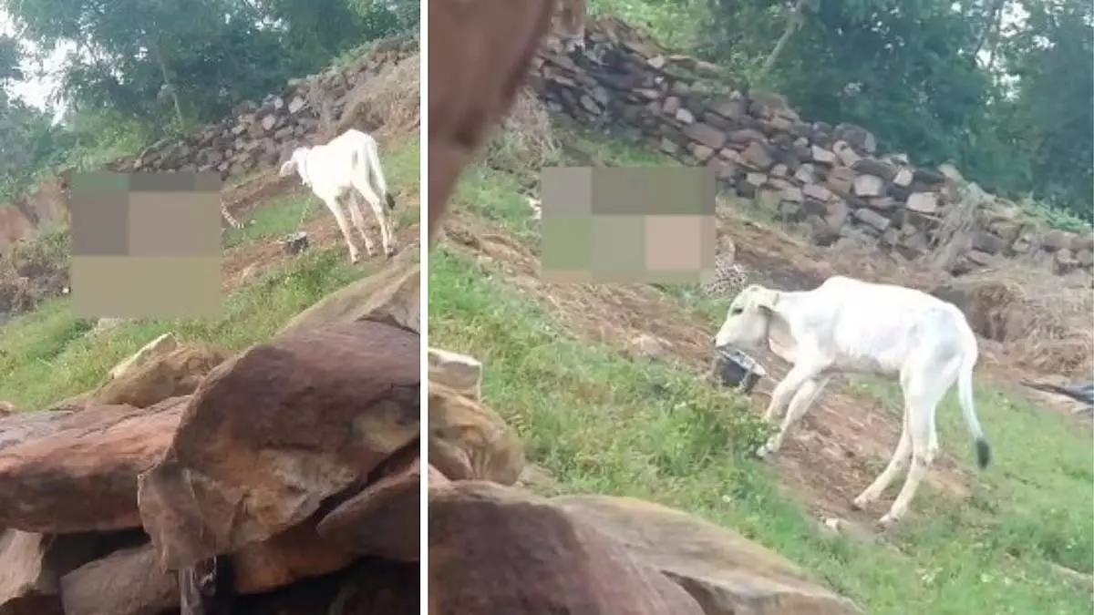कुनो सीमा लांघकर गांव पहुंचे चीते, खेत में हमला कर किया शिकार कुनो सीमा लांघकर गांव पहुंचे चीते, खेत में हमला कर किया शिकार