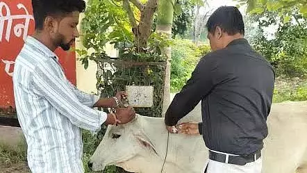 बचा हुआ बासी गेहूं का आटा खाने से 5 गायों की मौत, 2 की हालत गंभीर बचा हुआ बासी गेहूं का आटा खाने से 5 गायों की मौत, 2 की हालत गंभीर