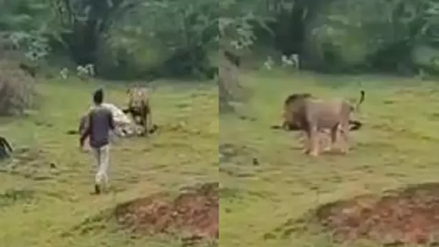 शेर को खाते हुए शख्स ने बनाया Video, गिरफ्तार शेर को खाते हुए शख्स ने बनाया Video, गिरफ्तार