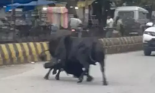 सांडों की लड़ाई से सड़क में लगी जाम, वीडियो वायरल