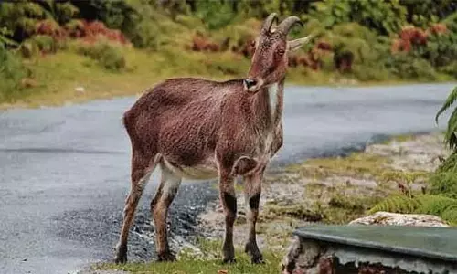 तमिलनाडु में 1,303 नीलगिरि बकरियाँ: मंत्री राजकन्नप्पन ने बताया