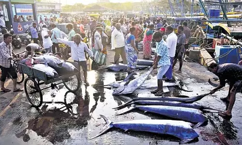 Andhra में समुद्री मछलियों की आवक में 8 प्रतिशत की गिरावट Andhra में समुद्री मछलियों की आवक में 8 प्रतिशत की गिरावट