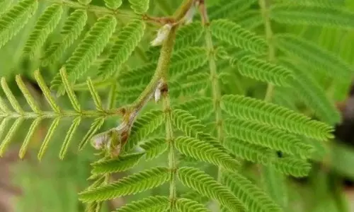 Lucky Plants for Sawan: सावन खत्म होने से पहले घर ले आएं ये पौधे Lucky Plants for Sawan: सावन खत्म होने से पहले घर ले आएं ये पौधे