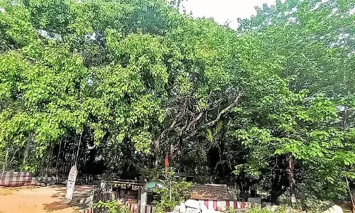 Bangalore : 368 पेड़ों का एक विरासत स्थल