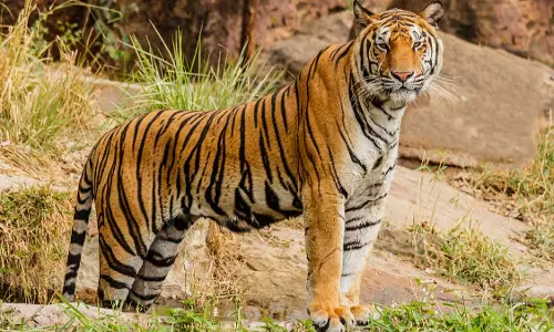नर बाघ ने युवा बाघिन को मार डाला, फिर घसीटकर जंगल में ले गया
