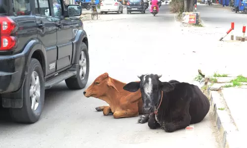 Karnal  के 20 वार्डों के निवासियों ने सर्वेक्षण में प्रमुख शहरी चुनौतियों पर प्रकाश डाला