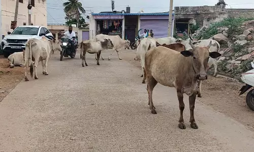 आवारा मवेशियों का खतरा: लोग तंग आ चुके हैं