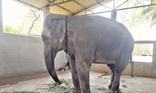 फडणवीस ने महादेवी की वापसी के लिए वनतारा से की बैठक